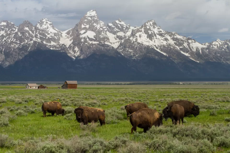 Herd of bison grazing in green field with snow-capped Wyoming mountains in background